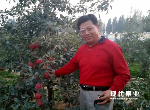 青岛农业大学刘成连教授考察现代果业示范园并盛赞 神富一号（烟富8）的优良经济性状。