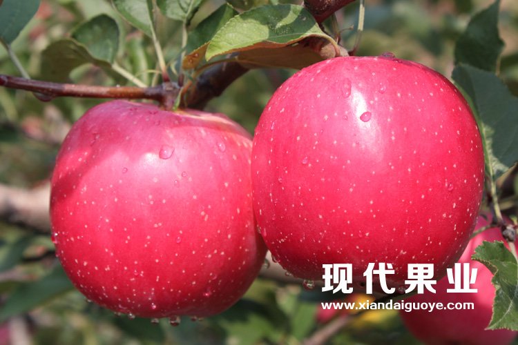 烟富8(神富一号)苹果新品种
