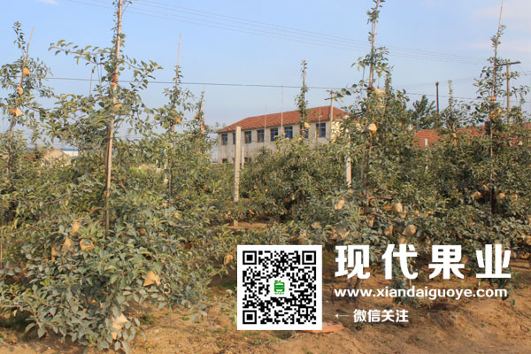 苹果矮化苗木,苹果新品种,烟富8（神富一号）