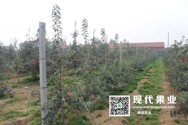 矮化苹果苗,苹果新品种,现代果业示范园