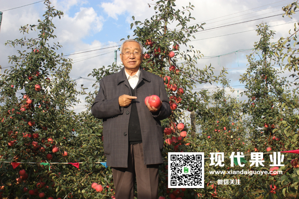 神富一号推广,苹果示范园,苹果新品种