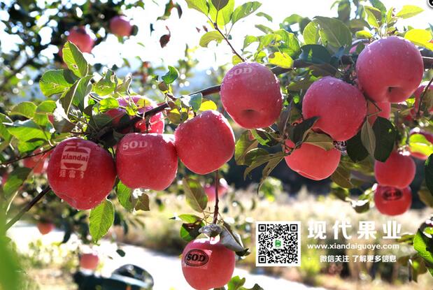 神富一号,苹果新品种苗木,脱毒苗木品种,矮化苹果苗
