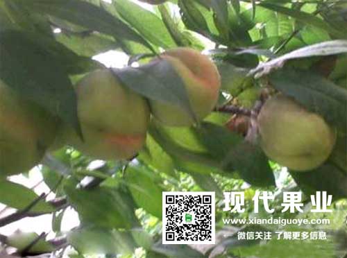 苹果品种,脱毒苹果苗,矮化苹果苗,苹果新品种,果树新品种,懒富,樱桃苗