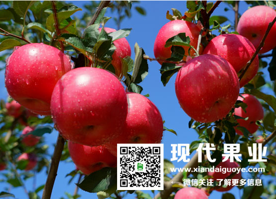 神富一号,烟富8,苹果品种,脱毒苹果苗,矮化苹果苗,苹果新品种,果树新品种,