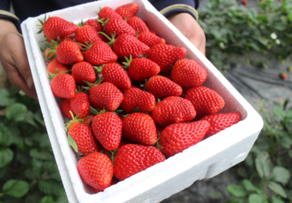 怎样提高大棚草莓品质
