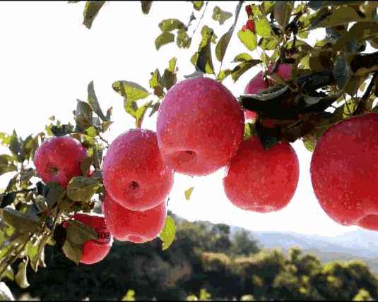 苹果苗,矮化苹果苗,脱毒苹果苗,苹果新品种,烟台苹果苗,苹果苗价格,m26矮化苹果苗
